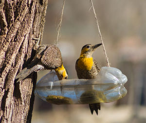 Close-up of birds perching on a bird feeder