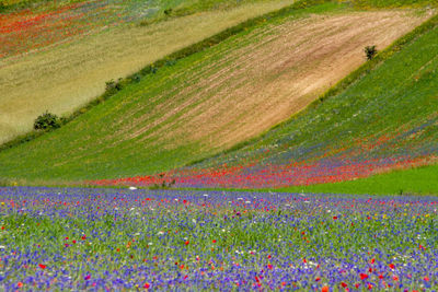 Scenic view of grassy field