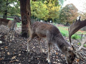 Deer in a field