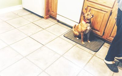 High angle view of dog sitting on tiled floor