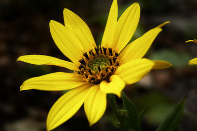 Close-up of yellow flower