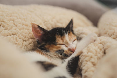 Close up of a little kitten sleeping in warm bed