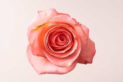 Close-up of pink rose against white background