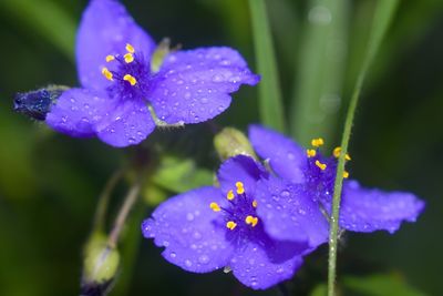 Close-up of wet purple iris flower