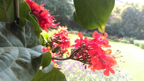 Close-up of red flowers blooming outdoors