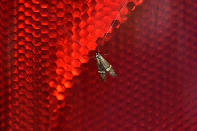 Close-up of insect on red wall