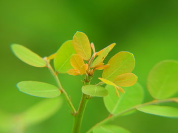 Close-up of flowering plant