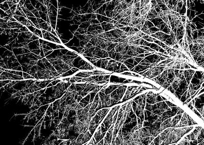 Full frame shot of bare tree on field