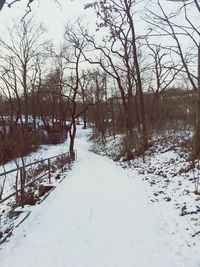 Bare trees in park