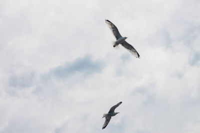 Low angle view of seagull flying against sky