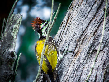 Bird perching on a tree