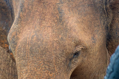 Close-up of an asian elephant eye - elephas maximus, udawalawa park, sri lanka