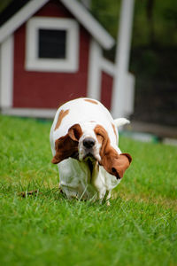 Dog running on grass in field