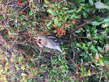 High angle view of bird perching on leaves