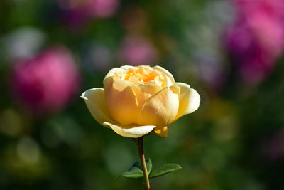 Close-up of pink rose