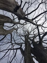 Low angle view of bare tree against sky