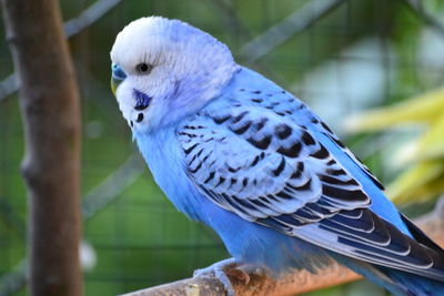 Close-up of budgerigar