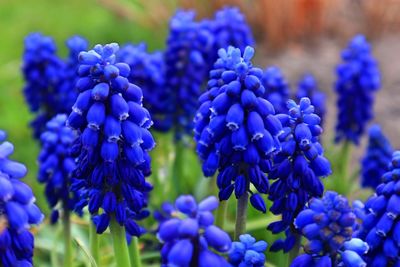 Close-up of blue flowering plants