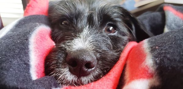 Close-up portrait of dog