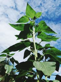 Close-up of fresh green leaves against sky