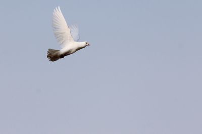 Low angle view of seagull flying