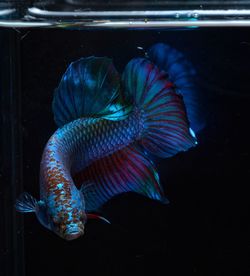 Close-up of fish swimming in sea