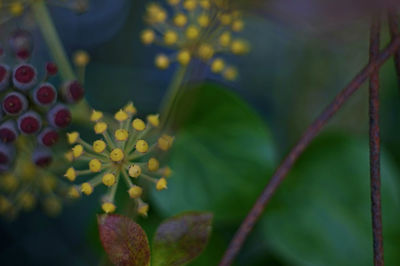 Close-up of flowers blooming outdoors