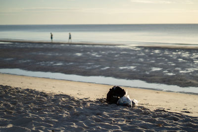 Dog on beach