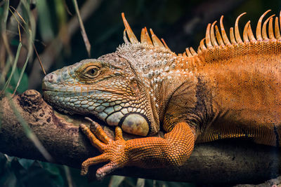 Close-up of lizard