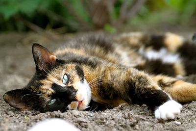 Close-up of cat lying down