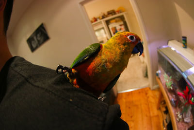 Close-up of parrot perching