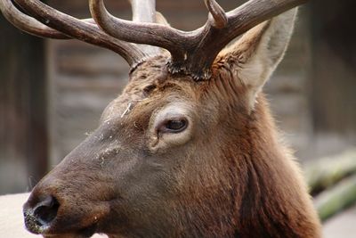 Close-up of deer