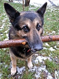 Portrait of a dog on field