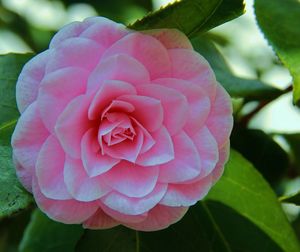 Close-up of pink rose