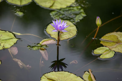 Close-up of lotus water lily in pond