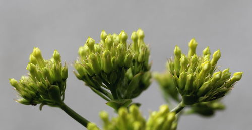 Green flowers. 