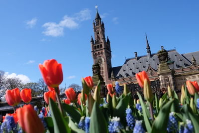Low angle view of tulips against buildings