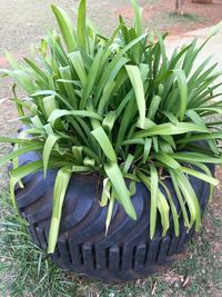 High angle view of flower pot