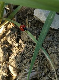 High angle view of ladybug on plant