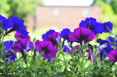 Close-up of purple flowers blooming outdoors