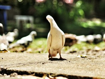 Close-up of a bird on field