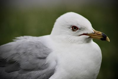 Close-up of seagull