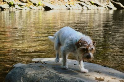 View of a swimming in water