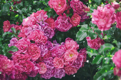 Close-up of pink and purple roses blooming in garden