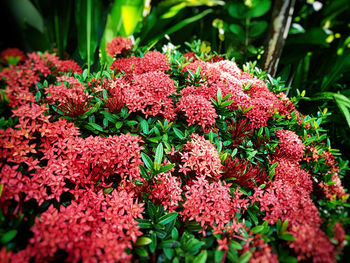 Close-up of pink flowers blooming outdoors