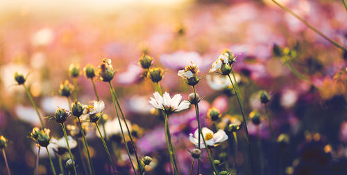 Close-up of purple flowering plant on field