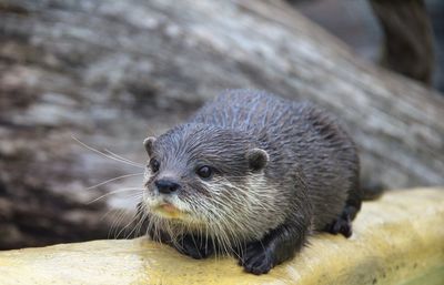 Close-up of meerkat outdoors