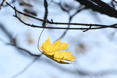 Close-up of yellow maple leaves on branch