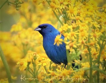 Close-up of bird perching on flower