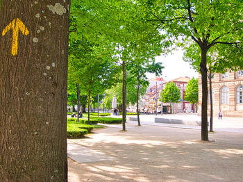 Trees by footpath in city